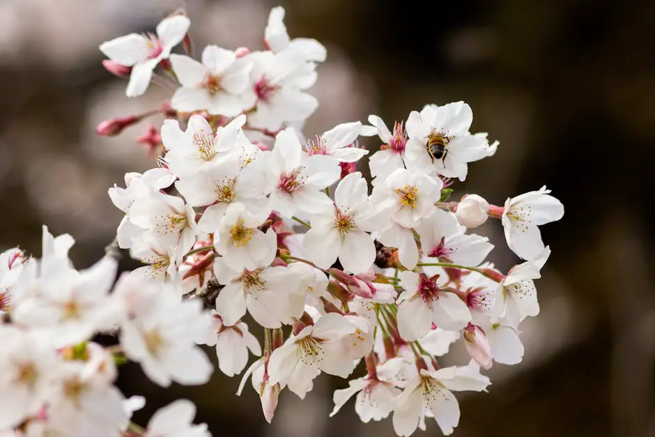 A close-up of a bee pollinating a delicate cherry blossom