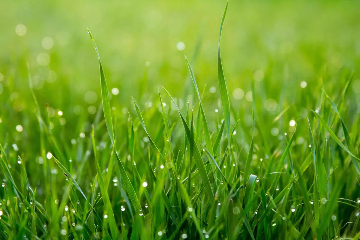 A crisp spring morning scene with dew-covered grass and mist in the air