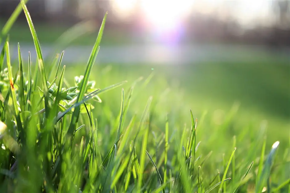 Close-up of dew-covered grass on a college campus lawn, with students walking in the background on a crisp spring morning