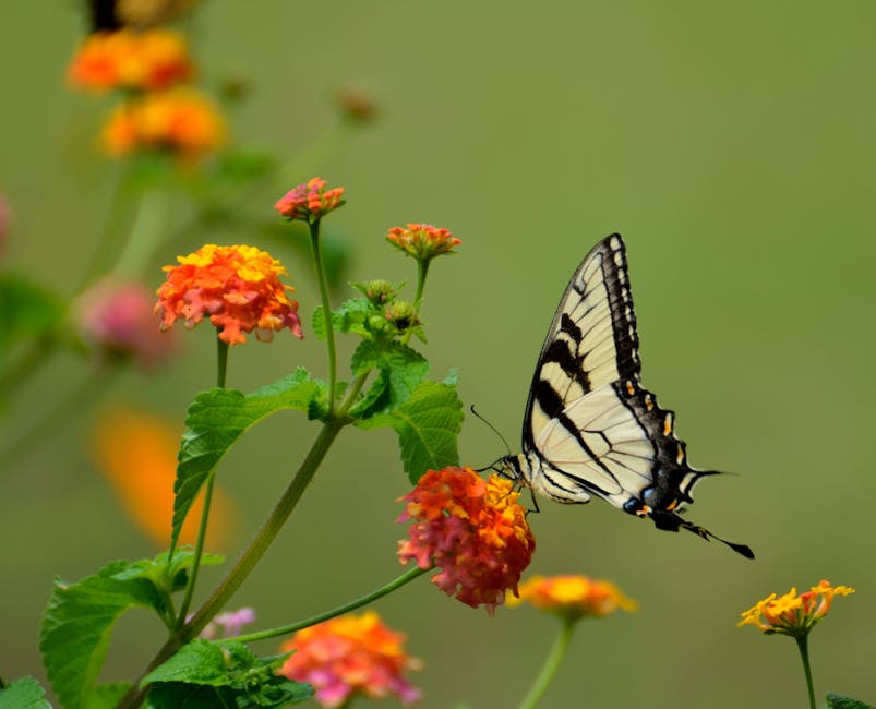 A garden filled with colourful native plants attracting butterflies and birds