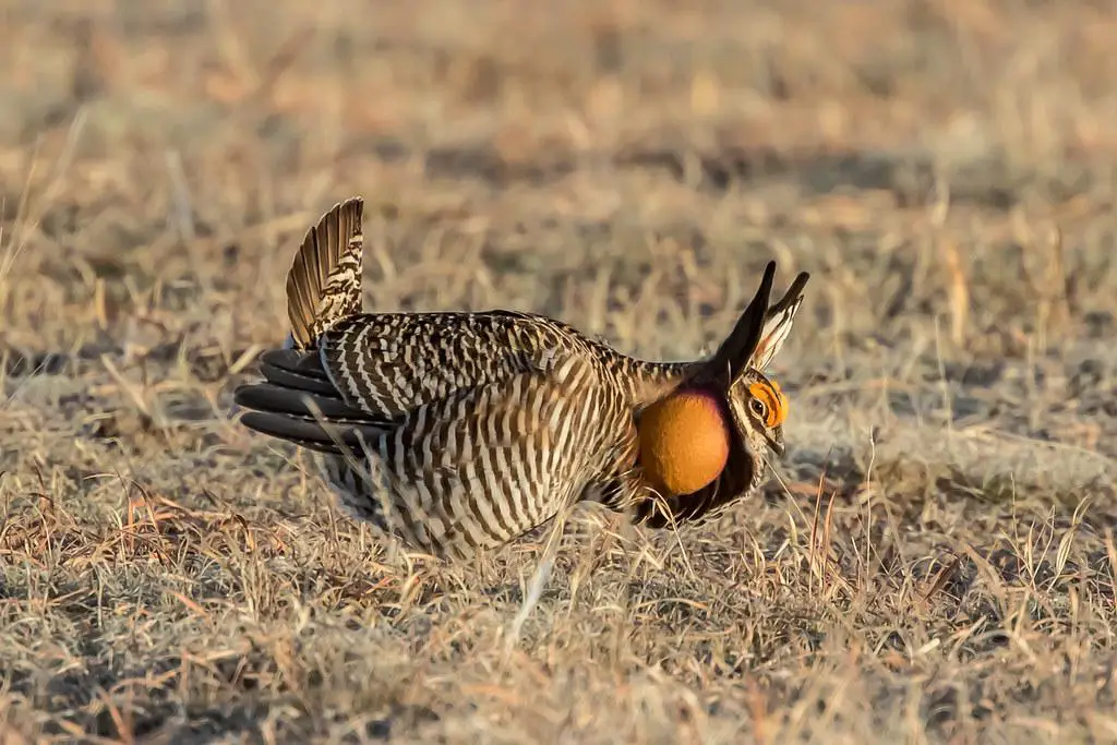 A male Greater Prairie-Chicken performing a courtship display