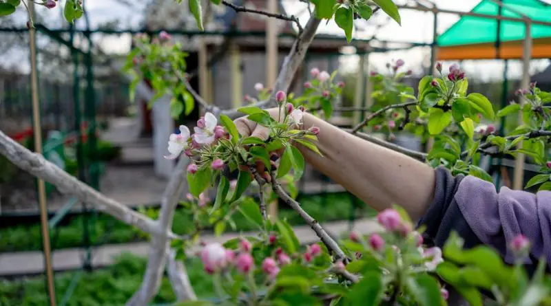 Spring Gardening Tips - Cultivate a Thriving Garden