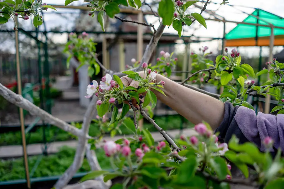 A gardener carefully pruning a blooming fruit tree in early spring