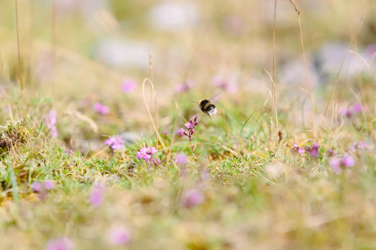 A spring meadow bustling with wildlife, showing bees pollinating flowers, birds in flight, and small mammals among the grasses