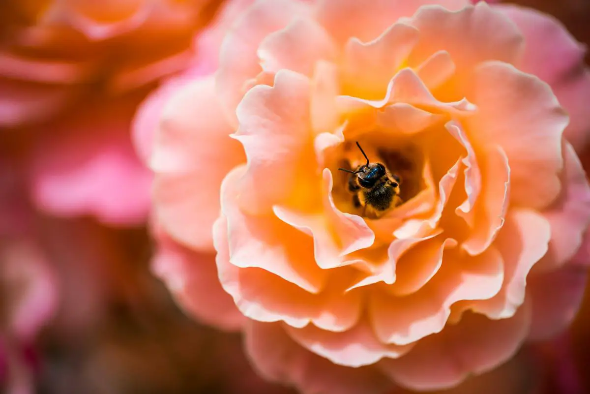 A close-up of fragrant spring flowers with a bee collecting nectar