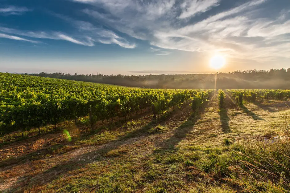 A lush Tuscan vineyard in spring, with rows of grapevines surrounded by colourful wildflowers and a traditional stone farmhouse in the distance