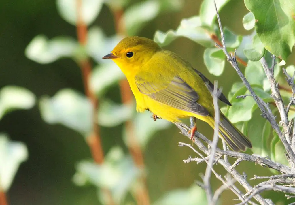 A Wilson's Warbler perched on a branch in a Pacific Northwest forest